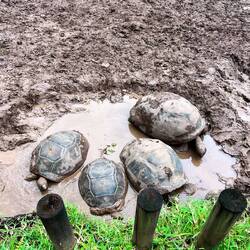Familiemtreffen - Vier Tertels treffen vier Turtles 🐢