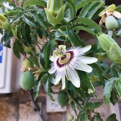 Flowers bloom with fragrance gracing walkways throughout the town