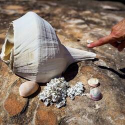 Shells on the landing beach for the Wandjina rock art hike — Wollaston Bay ... Kimberley, WA.