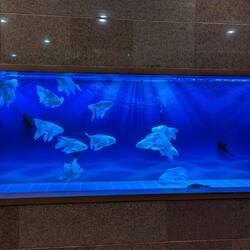 Some cool fish (happy Nathan)