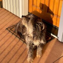 Bärenfrühwarnhund