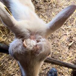 Jasmin beim Ausmisten