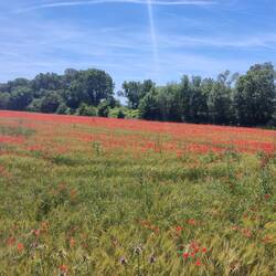 Bei den Farben muss ein Maler zum Pinsel greifen