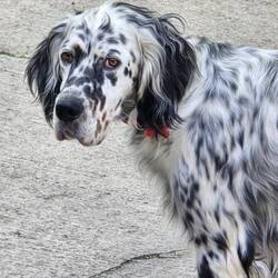 Ori the WayMaker! ❤️🐾