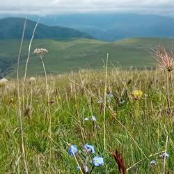 Turkish forget-me-not (myosotis)