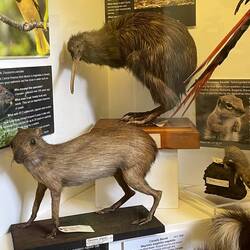 They even had a Kiwi