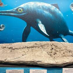 A complete fossil os an Ichthyosaur