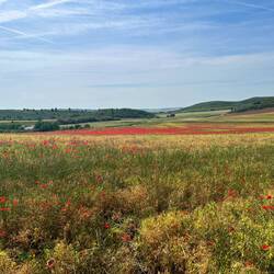 Fields of poppies