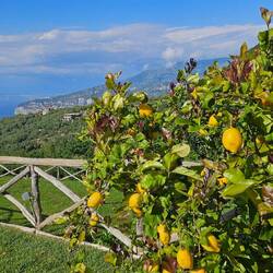 Amalfi-Zitronen
