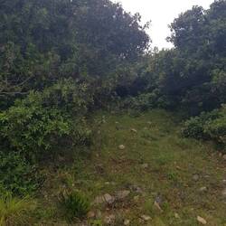 Finde den Fasan, uflösig ufem nächste Foto