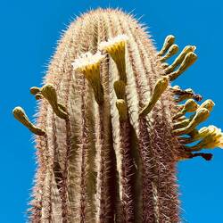 Und blühen oben rund um die Spitze