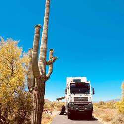 Die Kakteen sind riesig