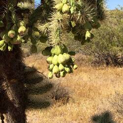 Und tragen gerade Früchte