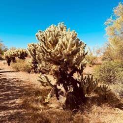 Auch diese Kakteen sind hier heimisch