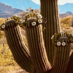 Wunderschöne Blüten