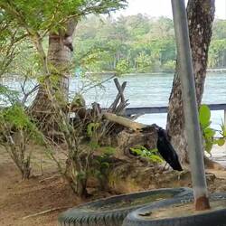 Nachtrag zum lustigen Schreivogel.