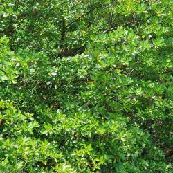 Wo ist das Faultier versteckt?