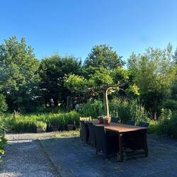 Garden looking green