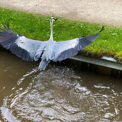 A heron caught a fish as the boat passed!