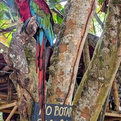 Die schönen Papageien werden leider oft als Haustier gehalten