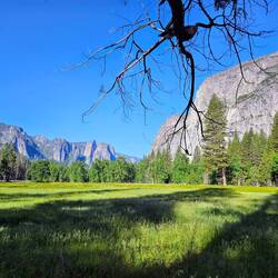 Beautiful Cook's Meadow on the valley floor