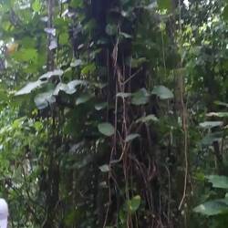 Rückweg durch den Djungel.