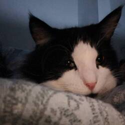 Loki
