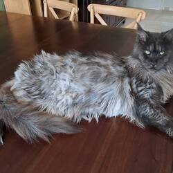 Boris the beast