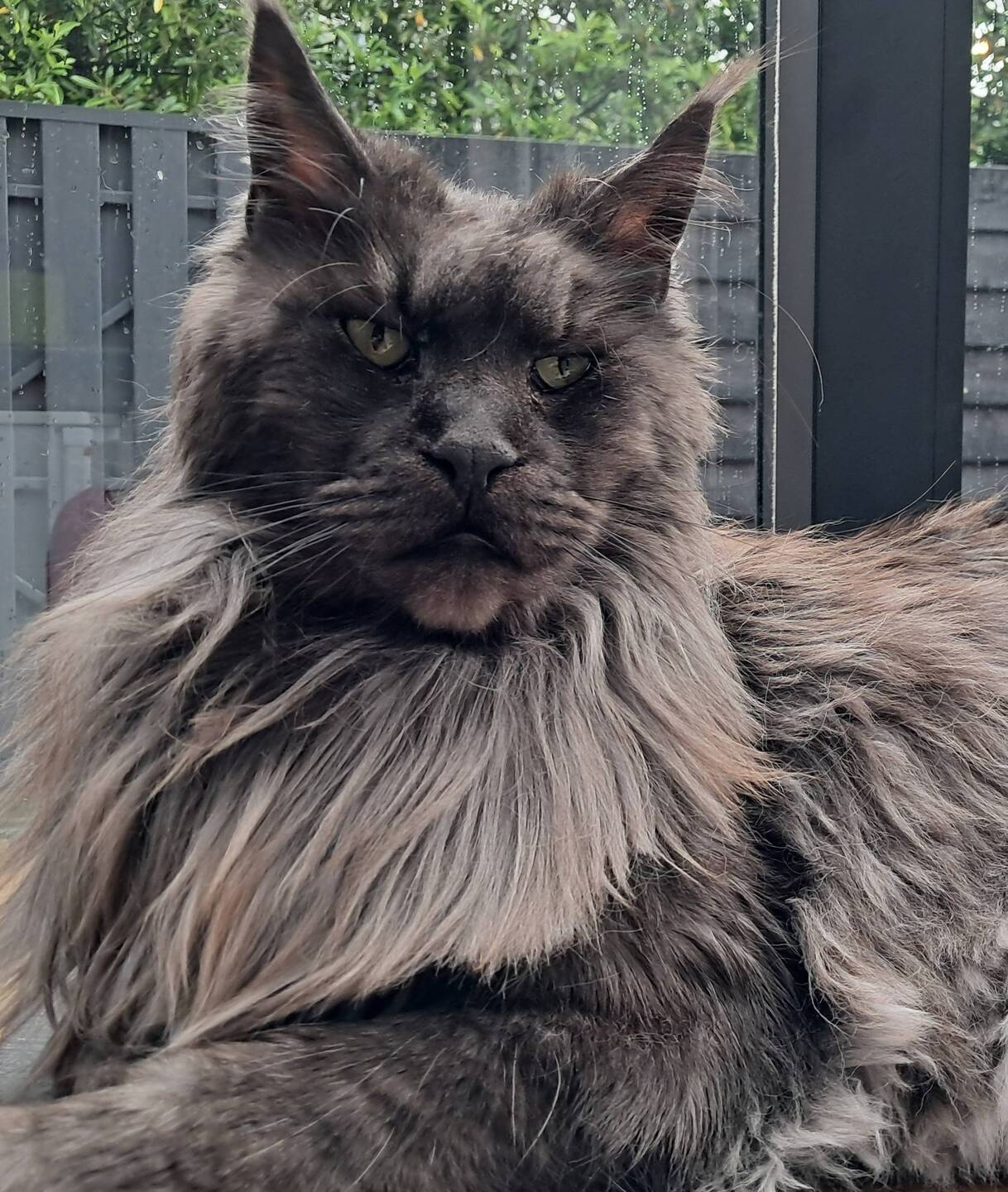Boris being a lion