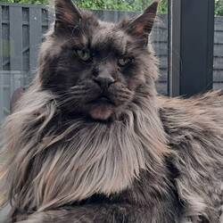 Boris being a lion