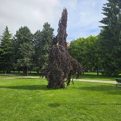 Weirdest tree I've ever seen...upside down like! Maybe it's called the cousin IT tree?! 🤔