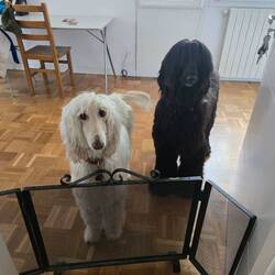 2 resident pooches at the accom