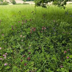 Akelei in verschiedenen Farben