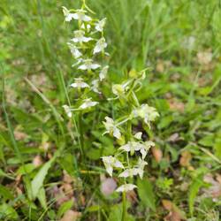 Grünliche Waldhyazinthe