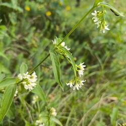 Weißer Schwalbenwurz