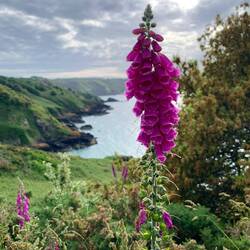 Soweit das Auge reicht: Der lila Fingerhut am Küstenrand