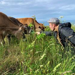 Jetzt nun auch in real: Fütterung der Jersey Girls.