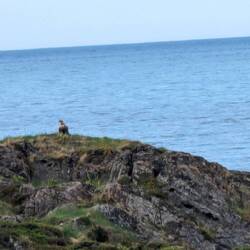 Nein zwei Seeadler...das Fernglas hat es noch deutlicher offenbart. 😊