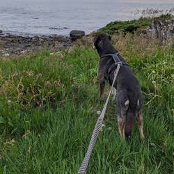 Blick in die Ferne zum Abendrot oder zieht es ihn zum Wasser?😉