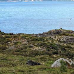 Vermeintliche Steinmännchen...die sich bewegen?😳