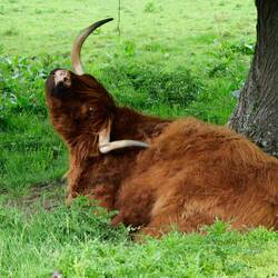 Wozu so ein Longhorn gut ist, wenn der Rücken juckt