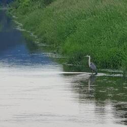 Ein Fischreiher posiert