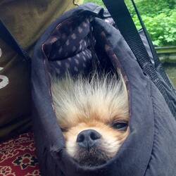 Leo wasn't the only one tired by the end of the day