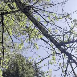Buffalo, WY watching cottonwood fluff falling. Looks like snow!