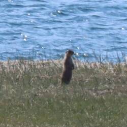 Die Erdhörnchen lassen uns nicht näher