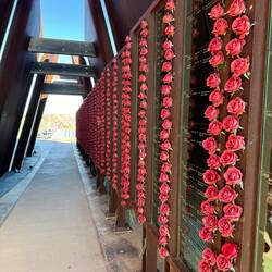 A rose for each deceased miner at the Line of Load Miners Memorial