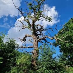Can you see the squirrel clambering up the trunk?
