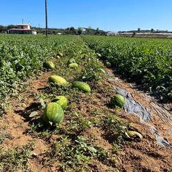 Die Wassermelonen sind auch schon reif