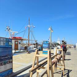 Port de Naoussa - pieuvres sèchées au soleil