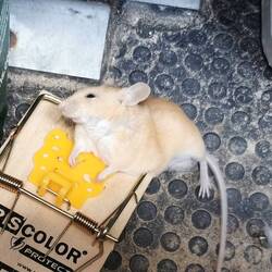 Erwischt. Leider gab es keine Lebendfallen